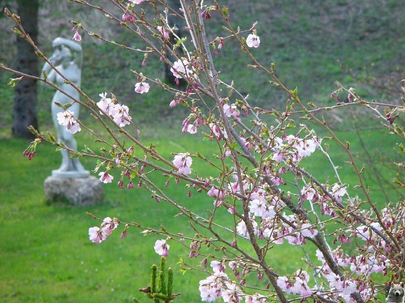 Fleurs de nos champs 0046
