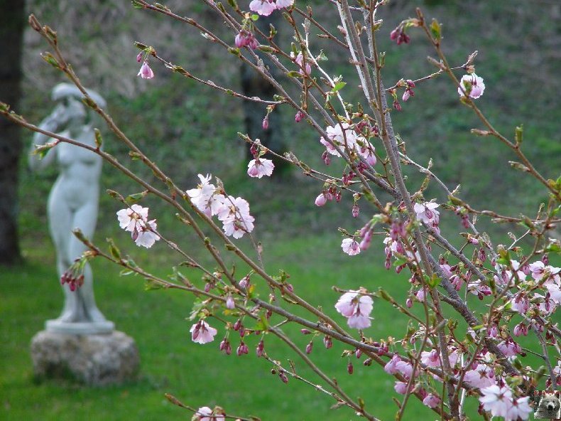 Fleurs de nos champs 0047