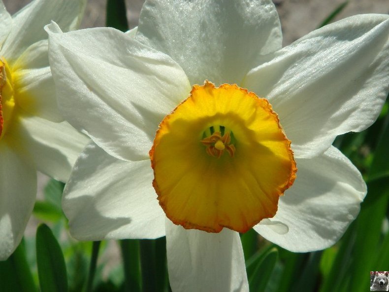 Fleurs de nos champs 0048