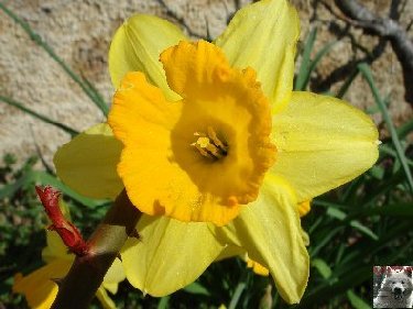 Fleurs de nos champs 0048b