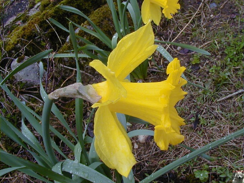 Fleurs de nos champs 0048c