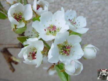 Fleurs de nos champs 0051