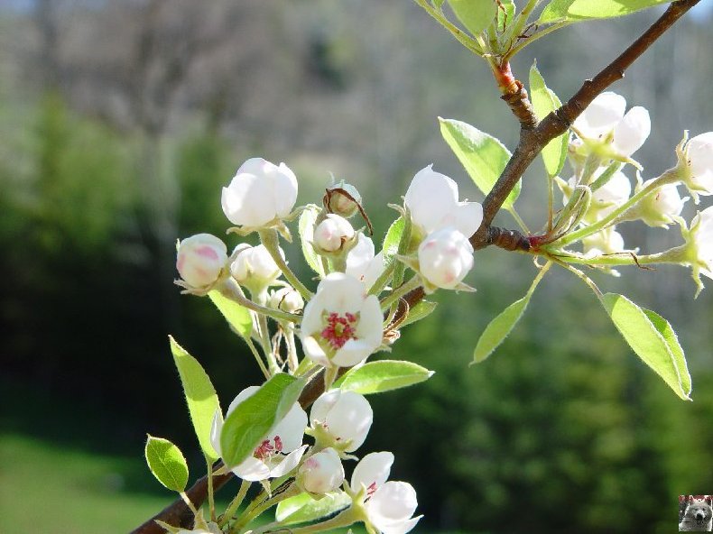 Fleurs de nos champs 0052