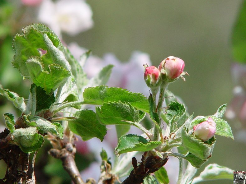 Fleurs de nos champs 0054