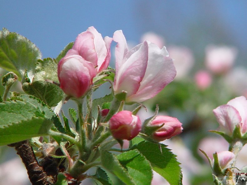 Fleurs de nos champs 0055