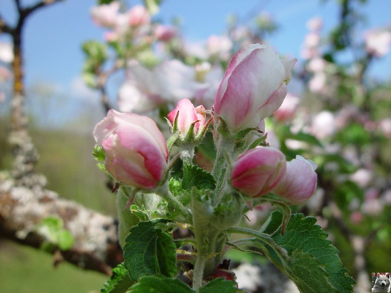 Fleurs de nos champs 0056