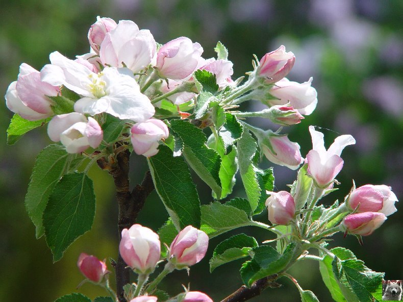 Fleurs de nos champs 0058