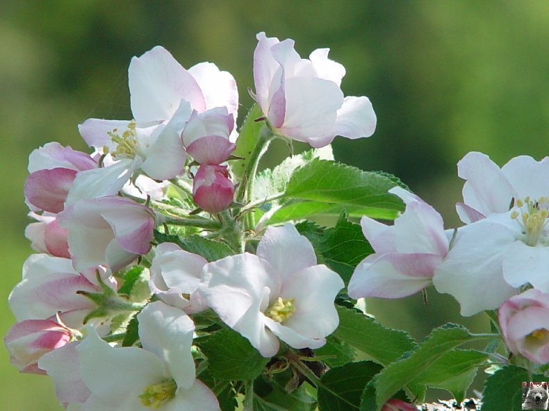 Fleurs de nos champs 0061