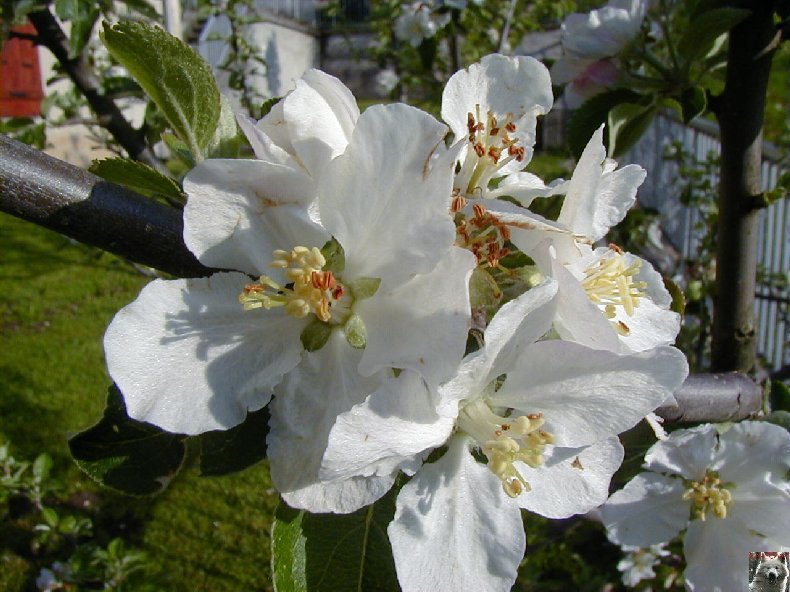 Fleurs de nos champs 0064