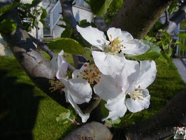 Fleurs de nos champs 0065