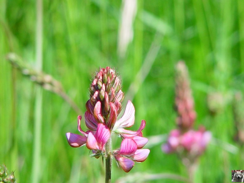 Fleurs de nos champs 0070