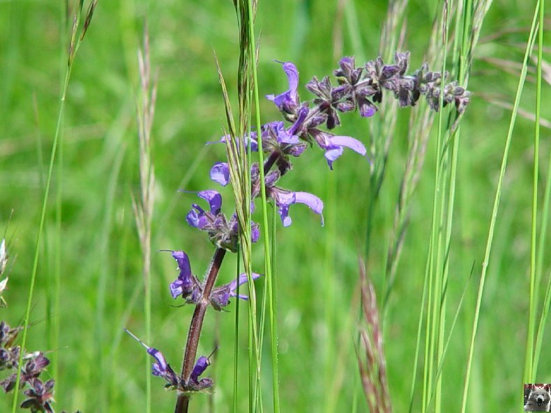 Fleurs de nos champs 0073