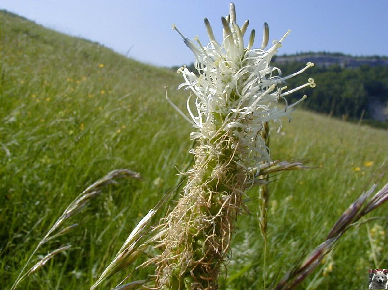 Fleurs de nos champs 0073a