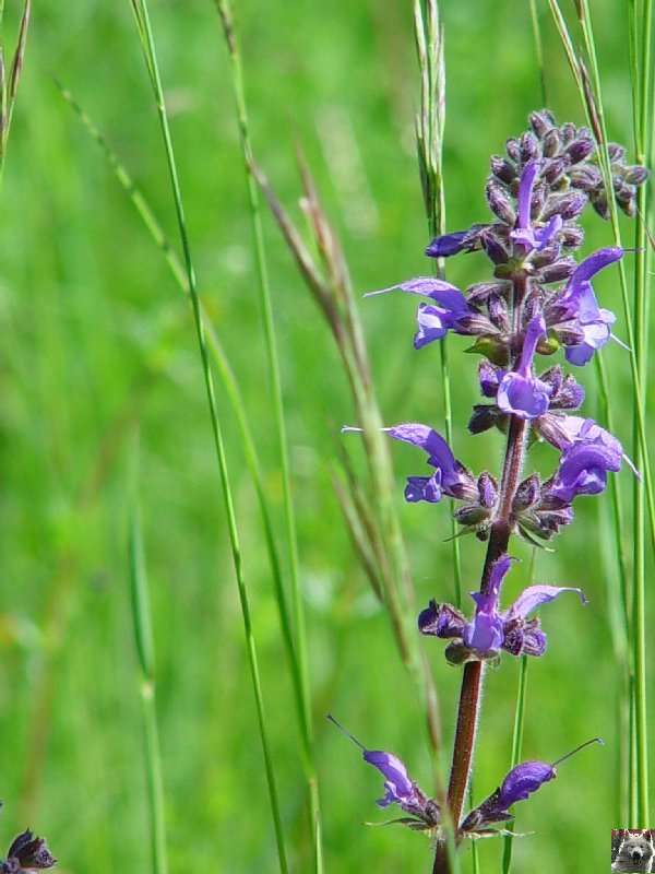 Fleurs de nos champs 0076