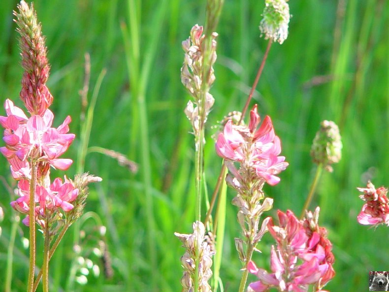 Fleurs de nos champs 0078