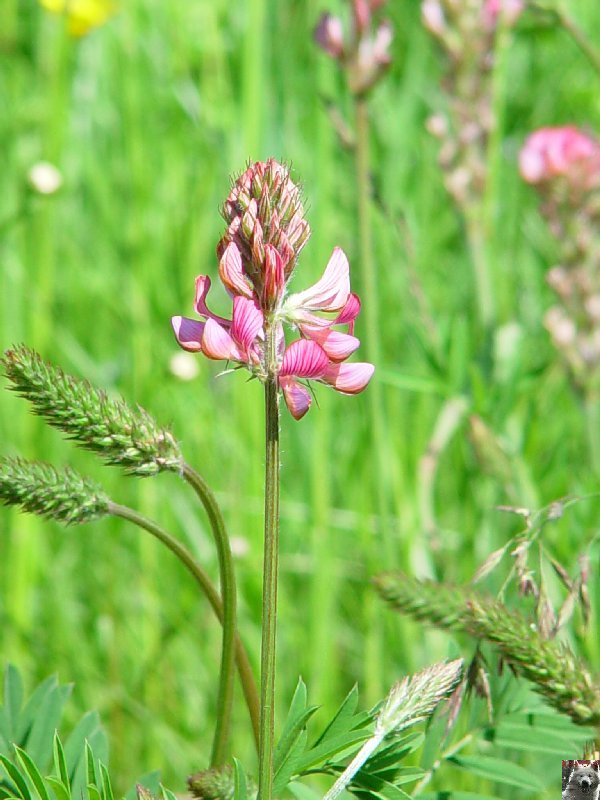 Fleurs de nos champs 0079