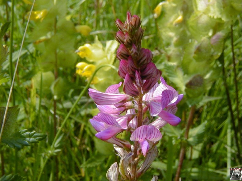 Fleurs de nos champs 0080
