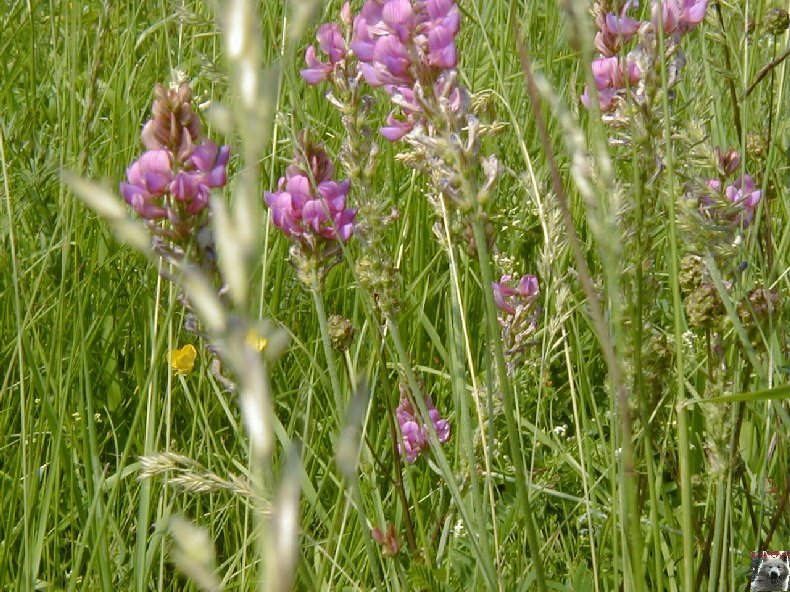 Fleurs de nos champs 0082