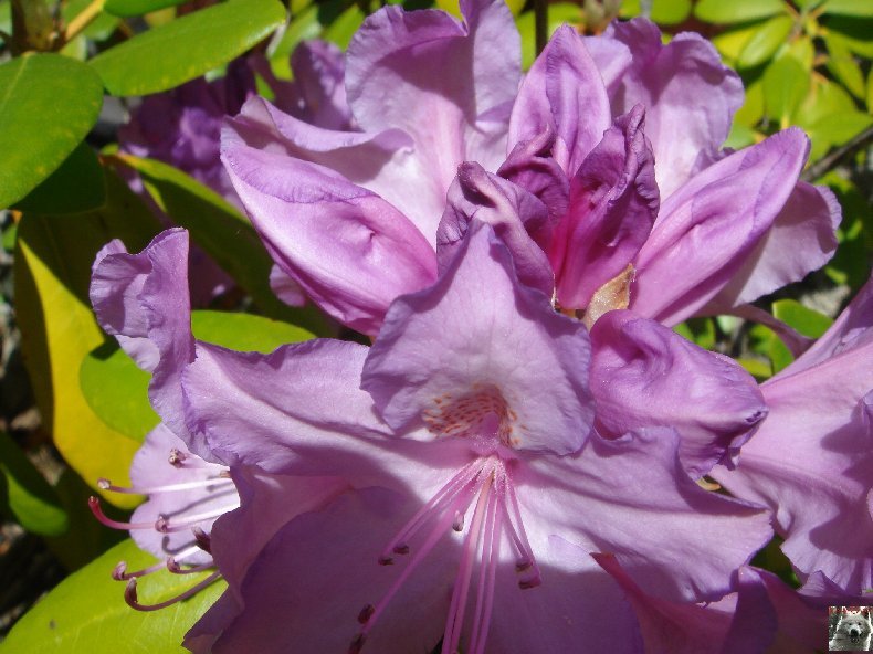 Fleurs de nos champs 0084