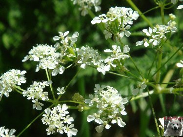 Fleurs de nos champs 0087