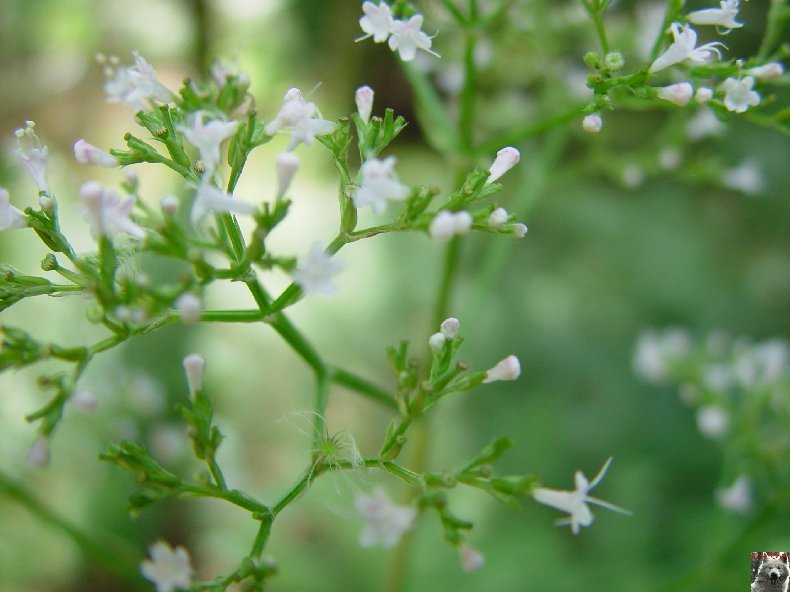 Fleurs de nos champs 0088