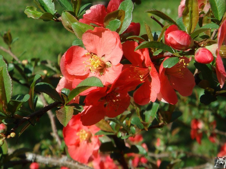 Fleurs de nos champs 0090