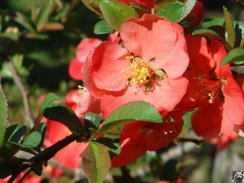 Fleurs de nos champs 0091