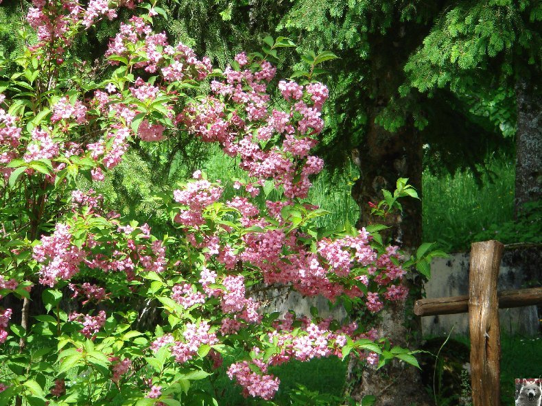 Fleurs de nos champs 0095
