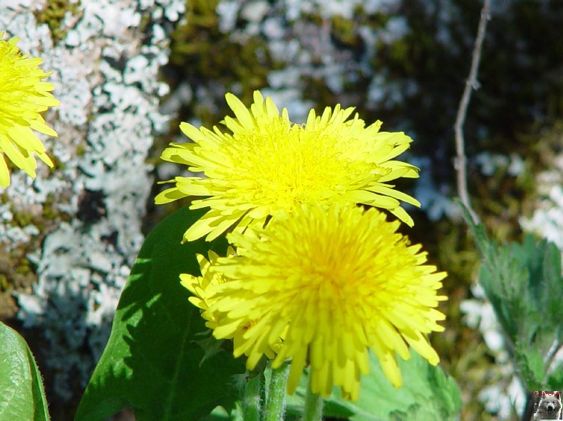 Fleurs de nos champs 0098