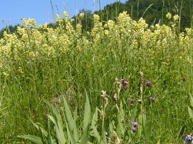 Fleurs de nos champs 0100