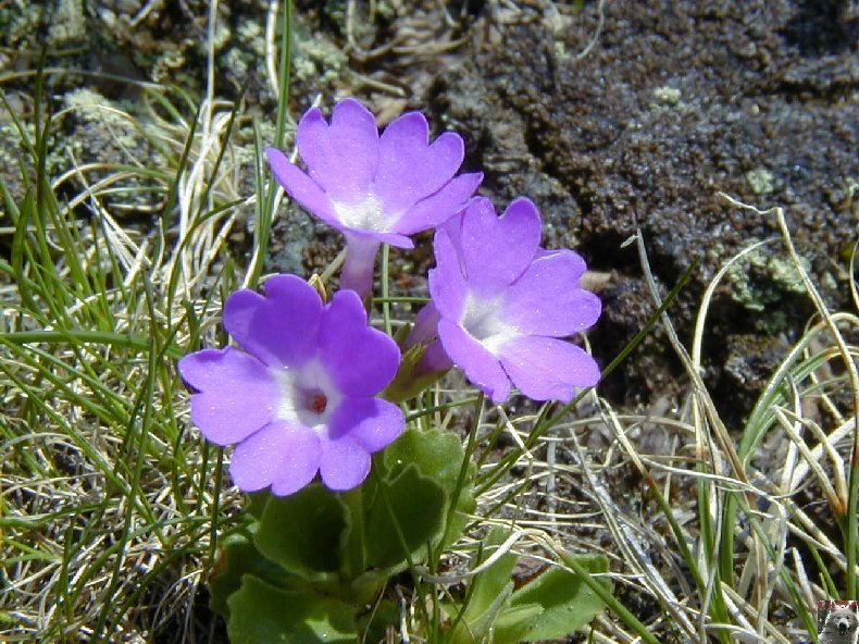 Fleurs de nos champs 0101