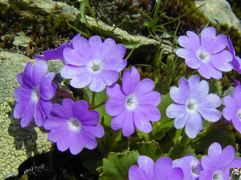 Fleurs de nos champs 0102