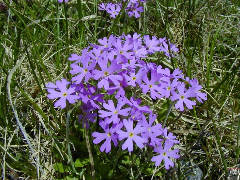 Fleurs de nos champs 0103