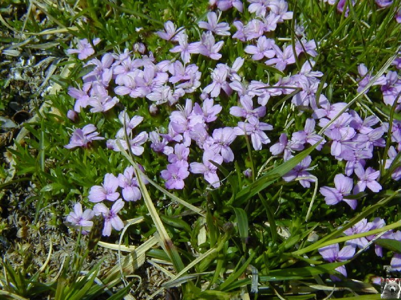 Fleurs de nos champs 0104