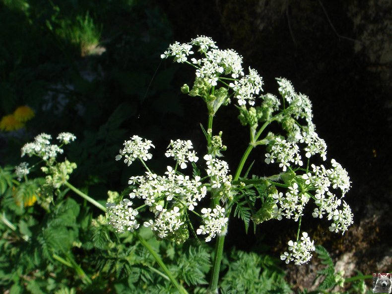 Fleurs de nos champs 0105