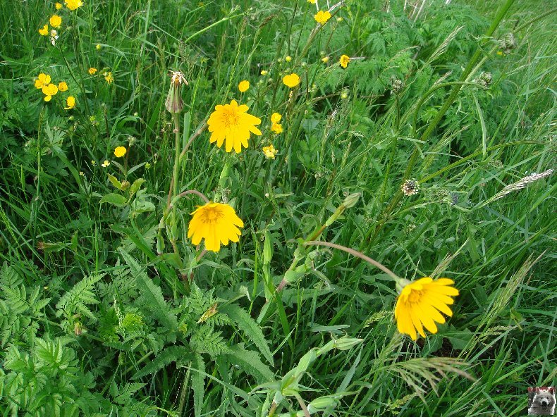 Fleurs de nos champs 0106