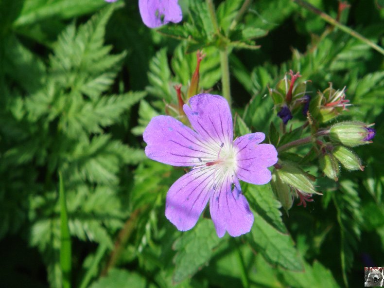 Fleurs de nos champs 0109