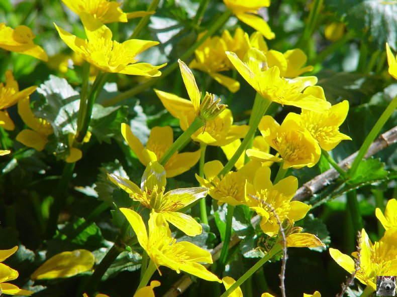 Fleurs de nos champs 0114