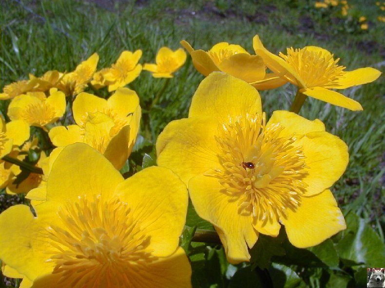 Fleurs de nos champs 0115