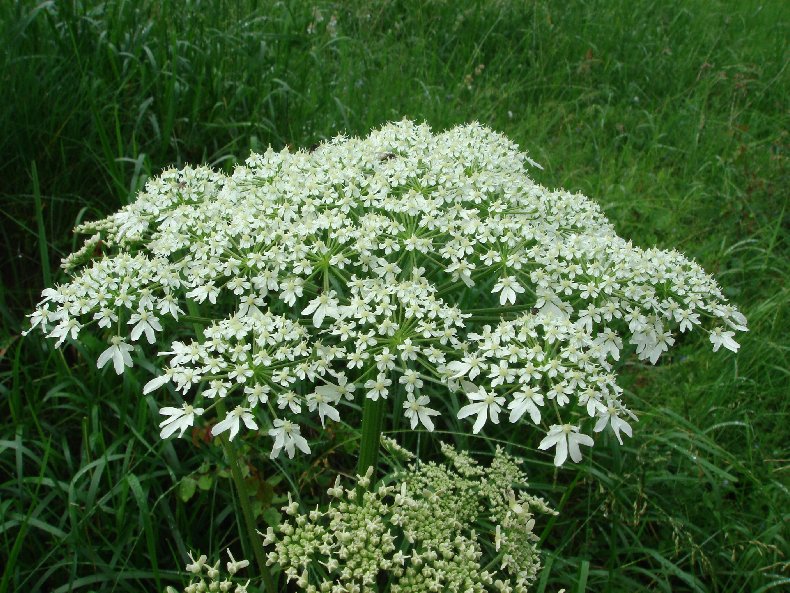 Fleurs de nos champs 0117