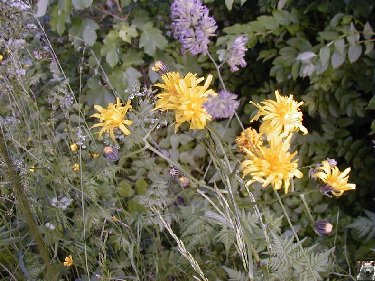 Fleurs de nos champs 0122