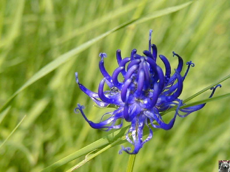 Fleurs de nos champs 0123
