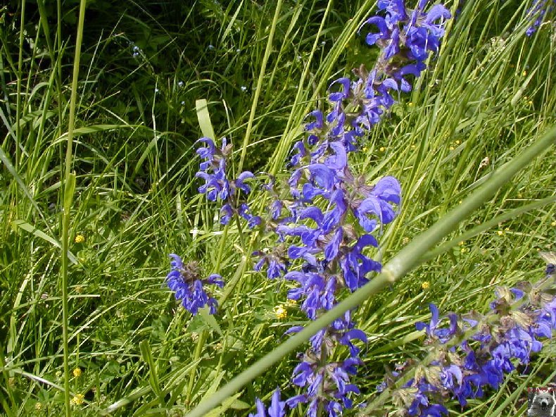 Fleurs de nos champs 0124