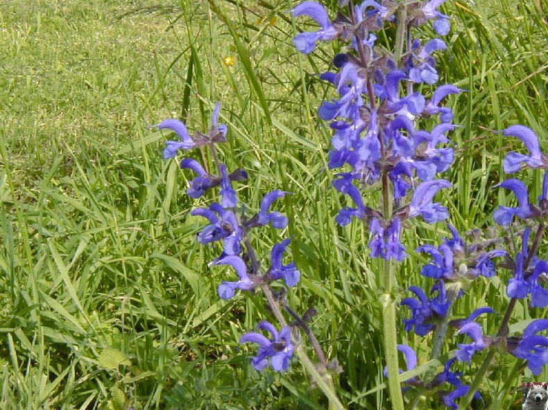 Fleurs de nos champs 0126