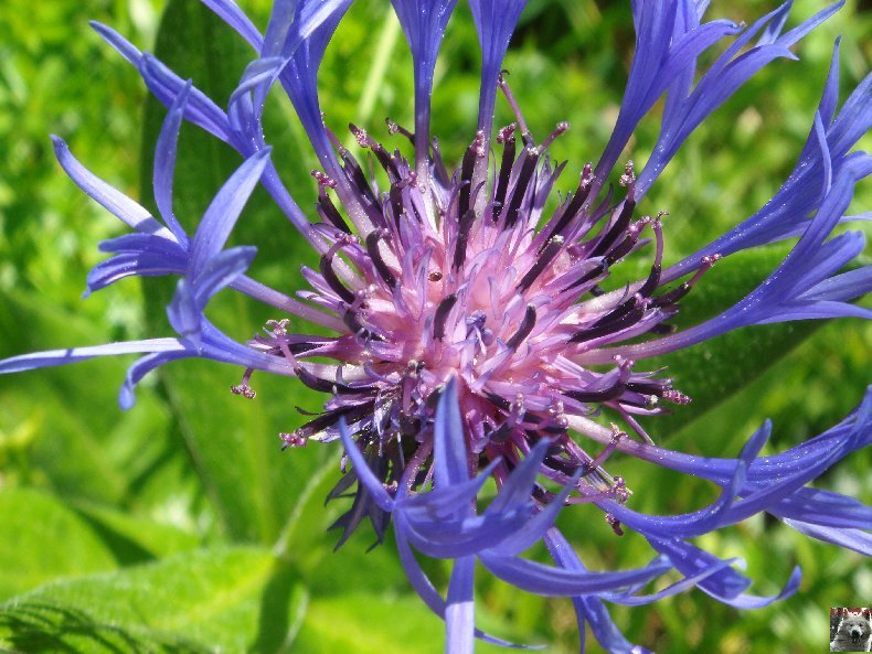 Fleurs de nos champs 0129