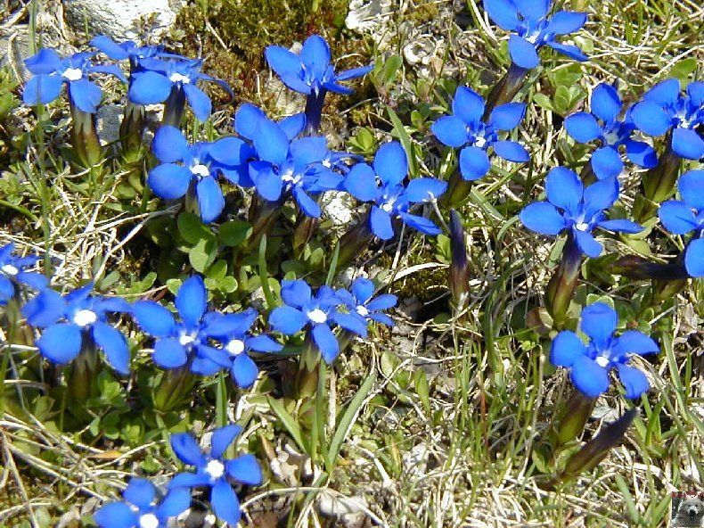 Fleurs de nos champs 0141