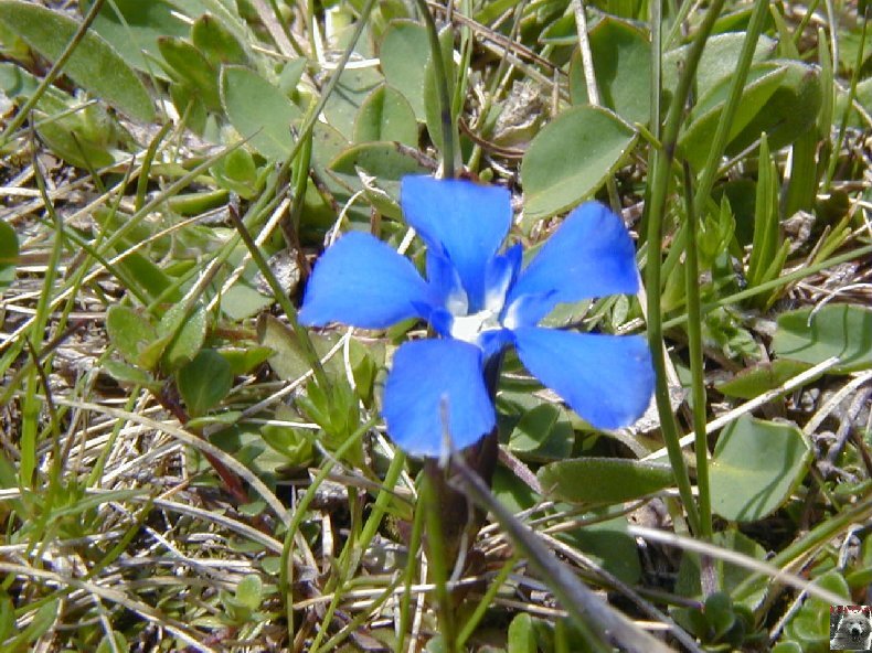 Fleurs de nos champs 0142