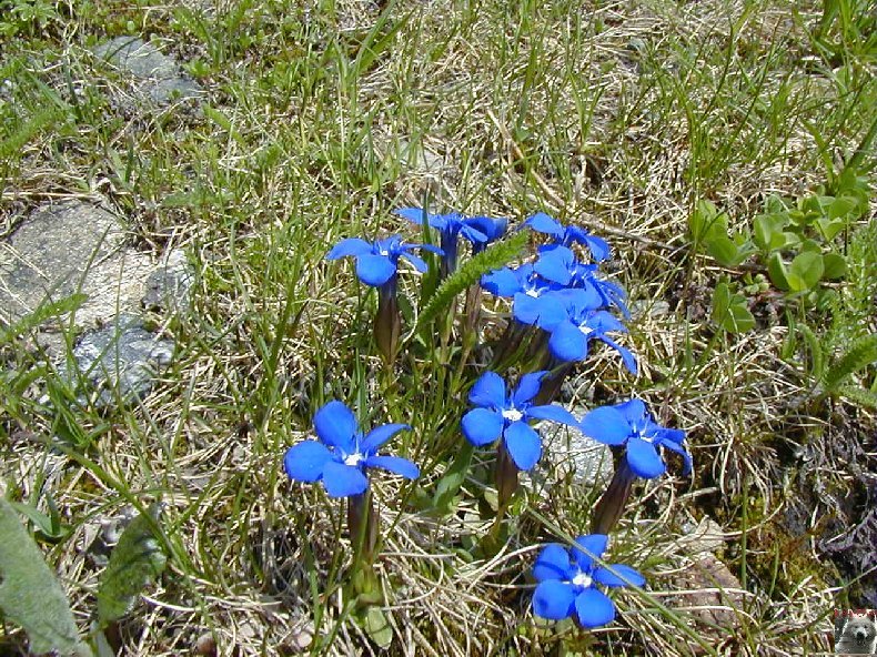 Fleurs de nos champs 0143