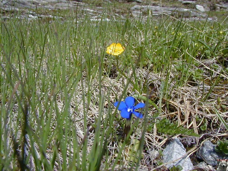 Fleurs de nos champs 0145