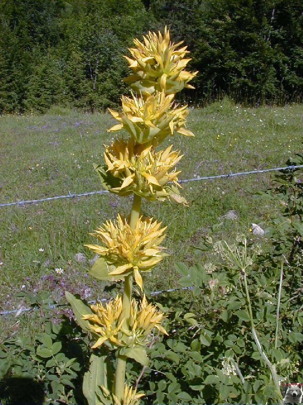 Fleurs de nos champs 0146